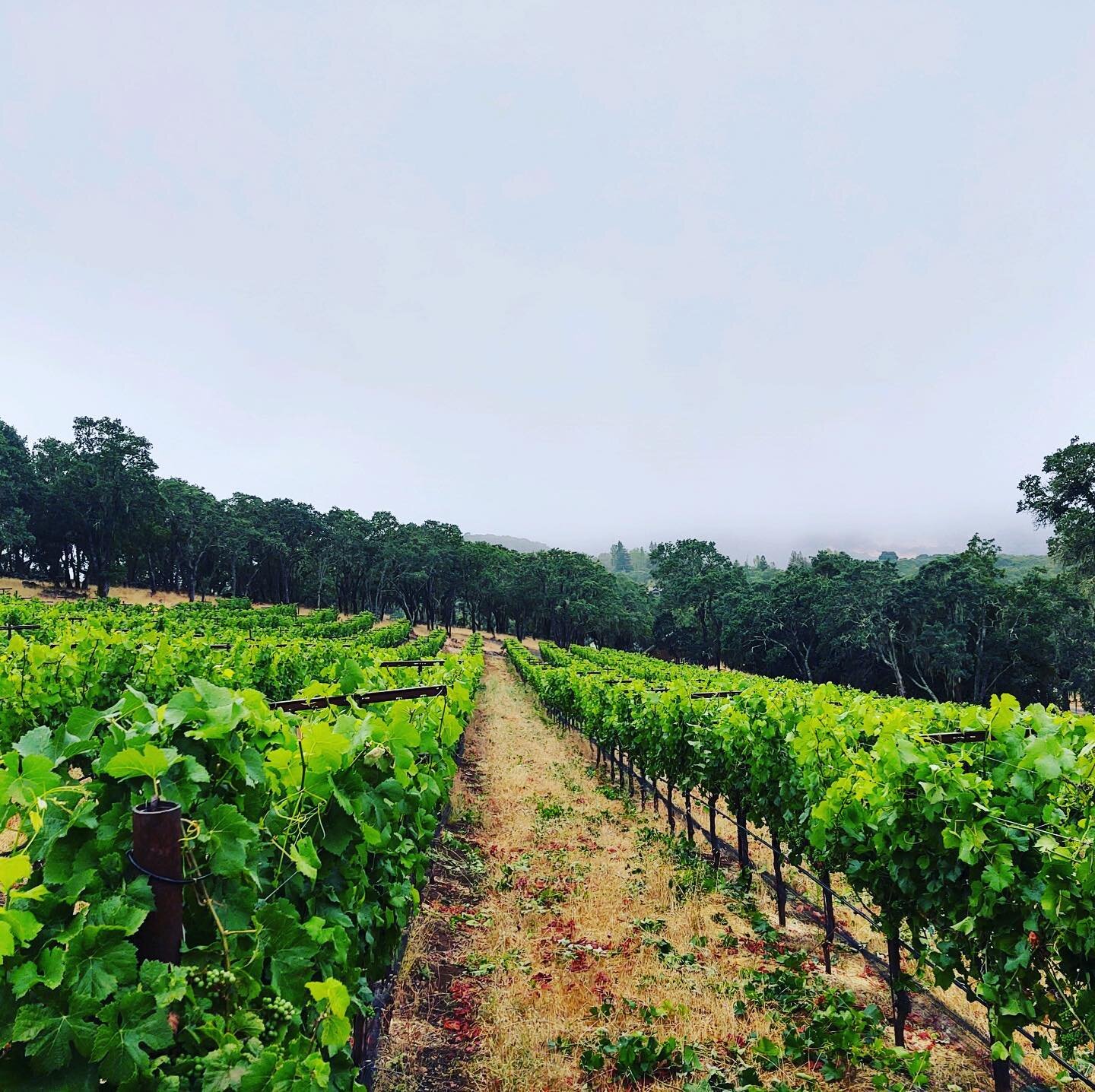 Hill slide&hellip; side 😁

#vineyard #vineyards #vineyardvines #vineyards🍇 #vineyardviews #vineyardlife #wine #winewednesday #winewednesdays #winegrapes🍇 #wineandwander #winetasting #winelover #winery #winetime #wineexplorer #wineswithaltitude #wi