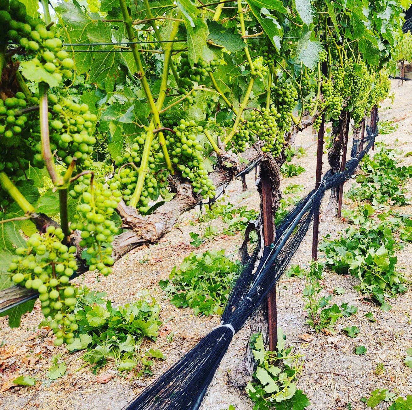 In the vineyard 

#vineyard #vineyardvines #vineyards #vineyardviews #vineyards🍇 #vineyardlife #wine #winecountry #winelover #winegrapes🍇 #winegrapes #winegram #winegrower #wineandwander #winetime #wineexplorer #wineexperience #winecompany