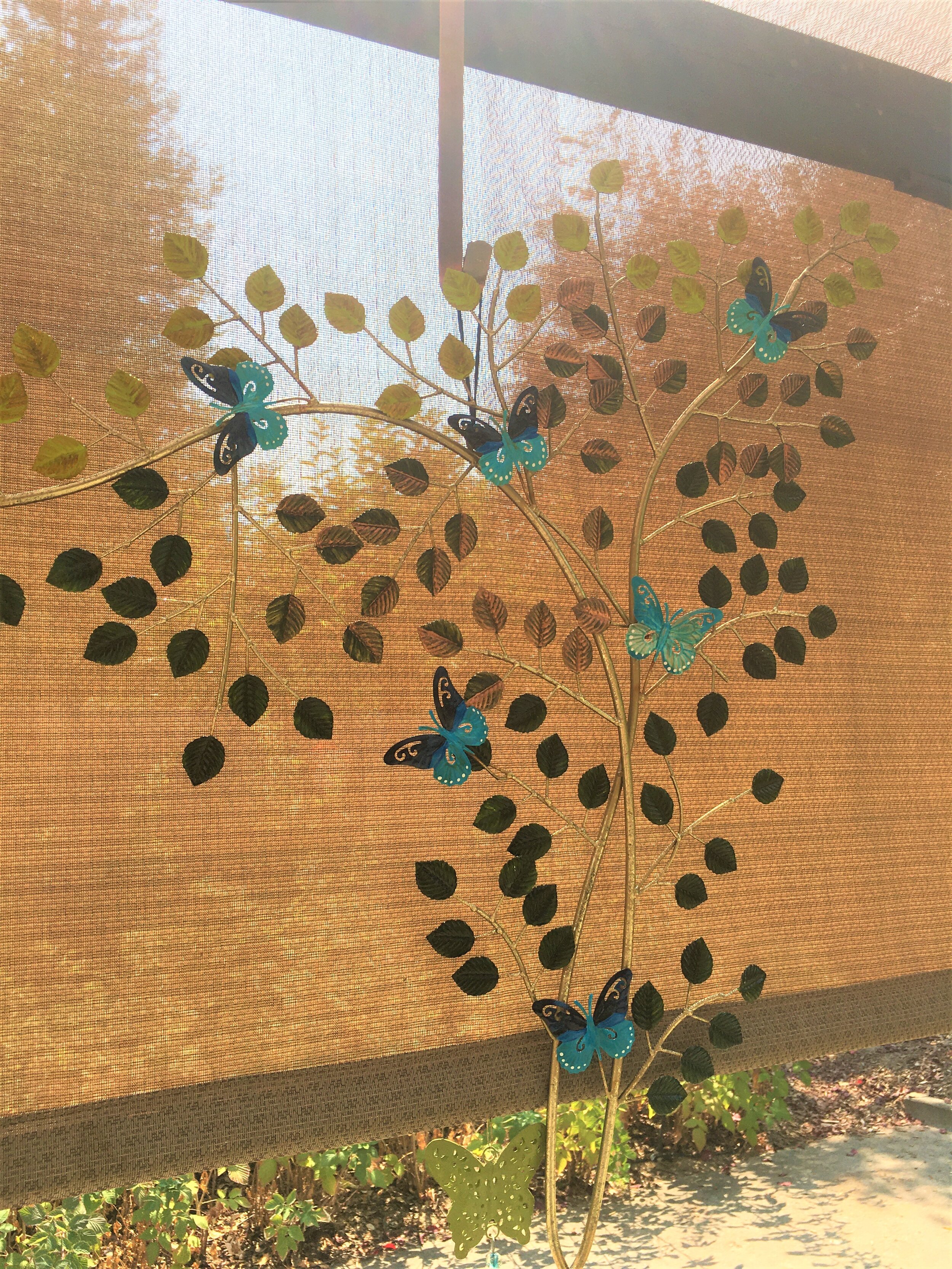 #35 Pipevine sunlight.JPG