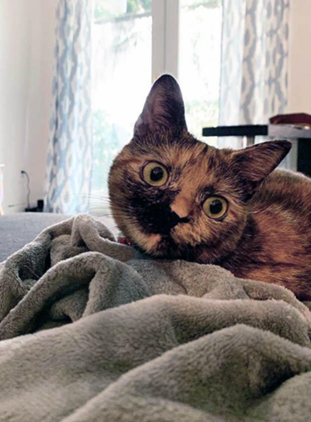 Quick Fetch: Freddie Meowcury
