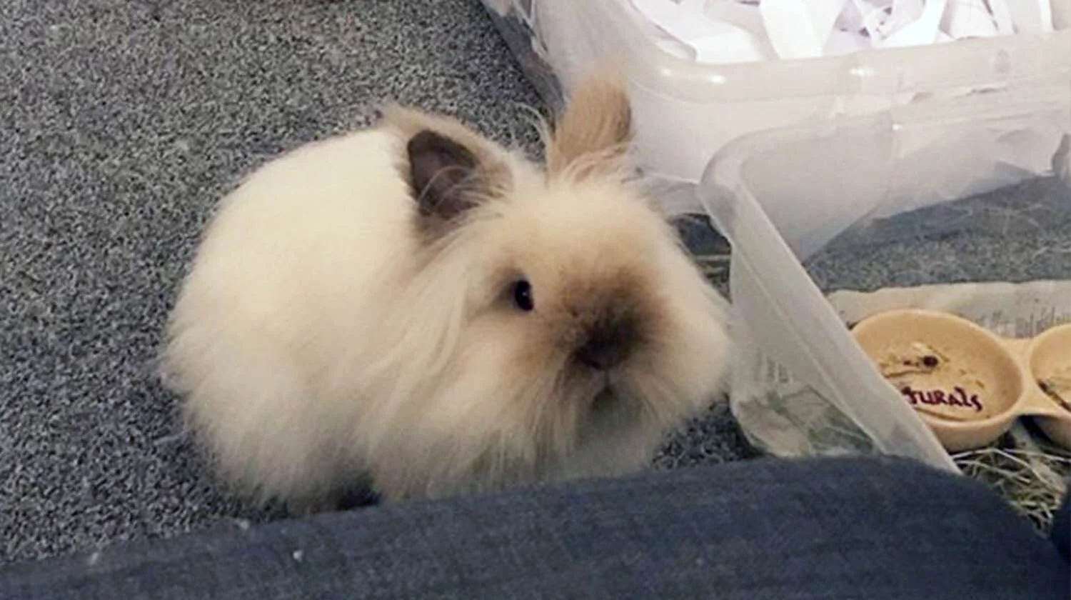 kindtails_albus2.jpg