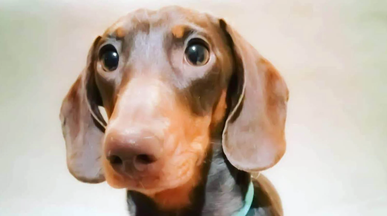 kindtails_winston1.jpg