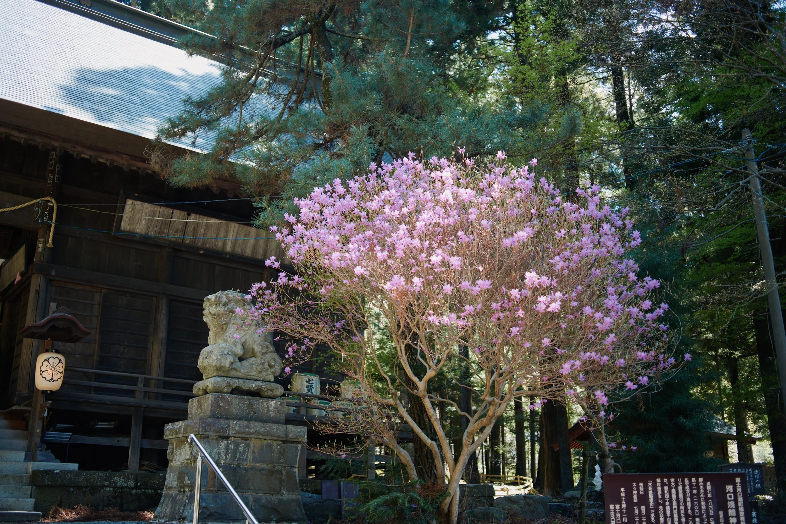 Cherry blossom, Japan travel, Parapack Japan Pop-up tour, hiking, camping, spring destination, Kawaguchi Asama Shrine, Haha-no-Shirataki Waterfall, photo by Hinano Kimoto 