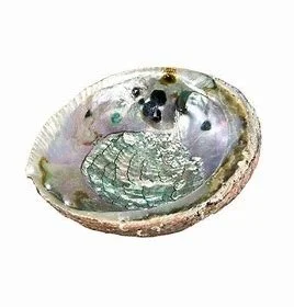 Abalone Shell - 5" - 6 " Medium