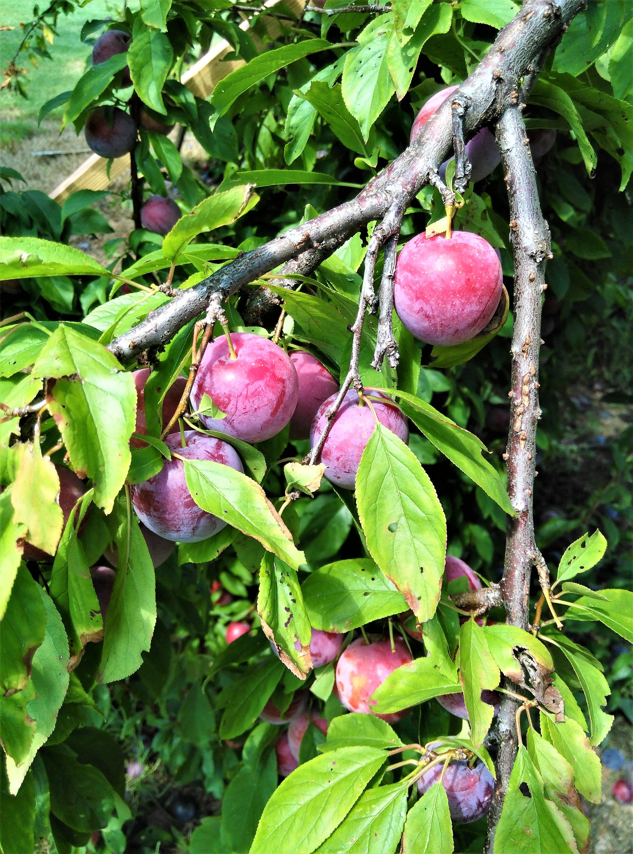 Organic Plums Mississippi Youth Community Gardens Gunnison MYCG My-Crop .jpg