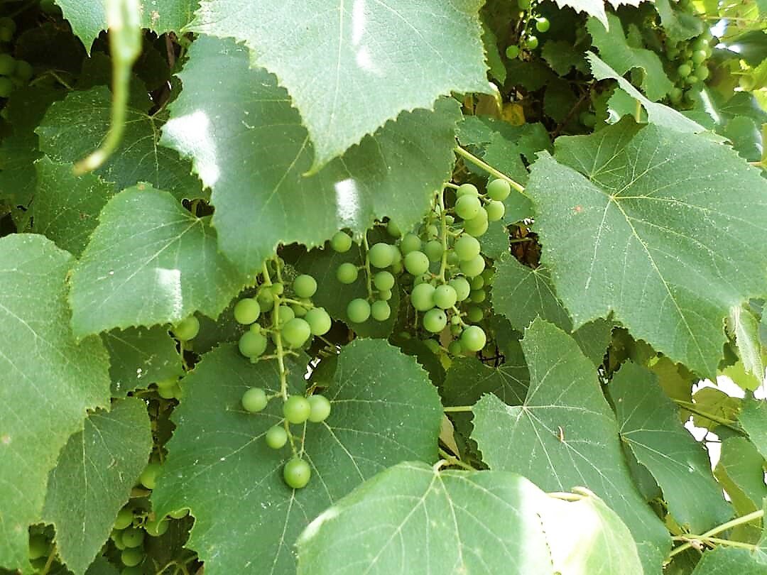 Organic Grapes Mississippi Youth Community Gardens Gunnison Mississippi.jpg