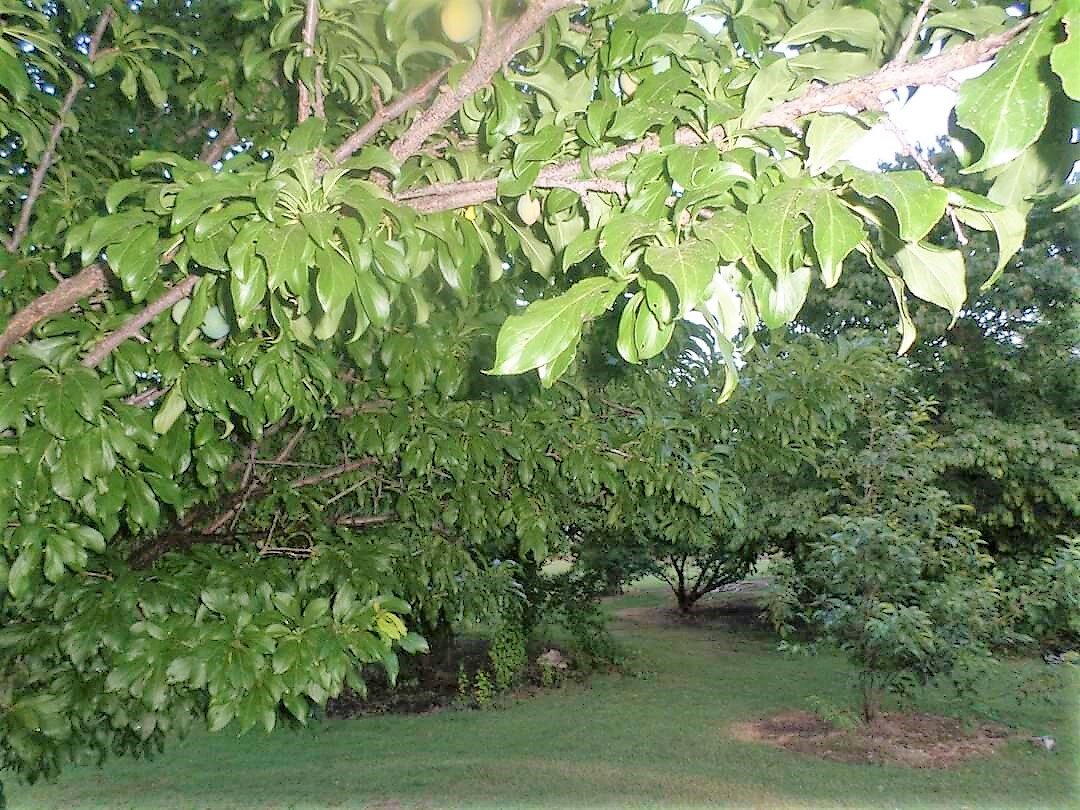 Organic Fruit Trees Mississippi Youth Community Gardens Gunnison MS.jpg