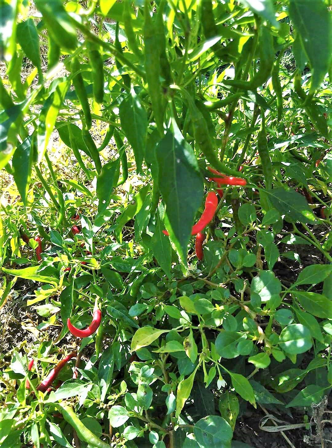 Organic Peppers Growing at The Mississippi Youth Community Gardens 7.jpg