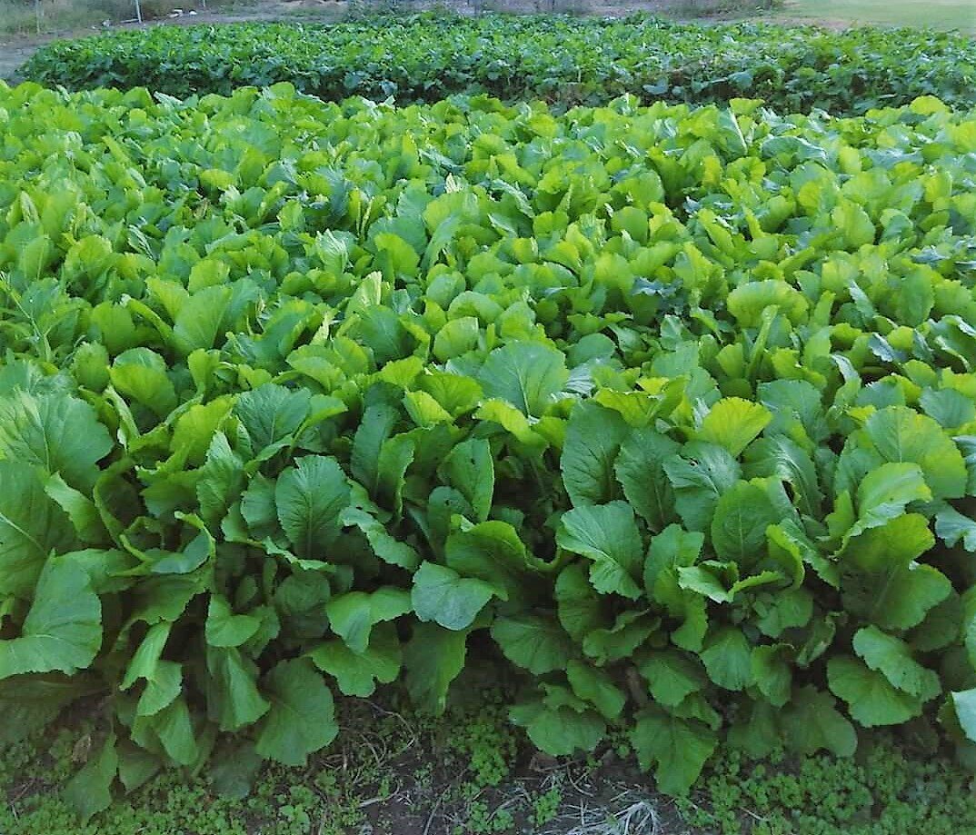 Organic Greens Mississippi Youth Community Gardens Gunnison MS.jpg