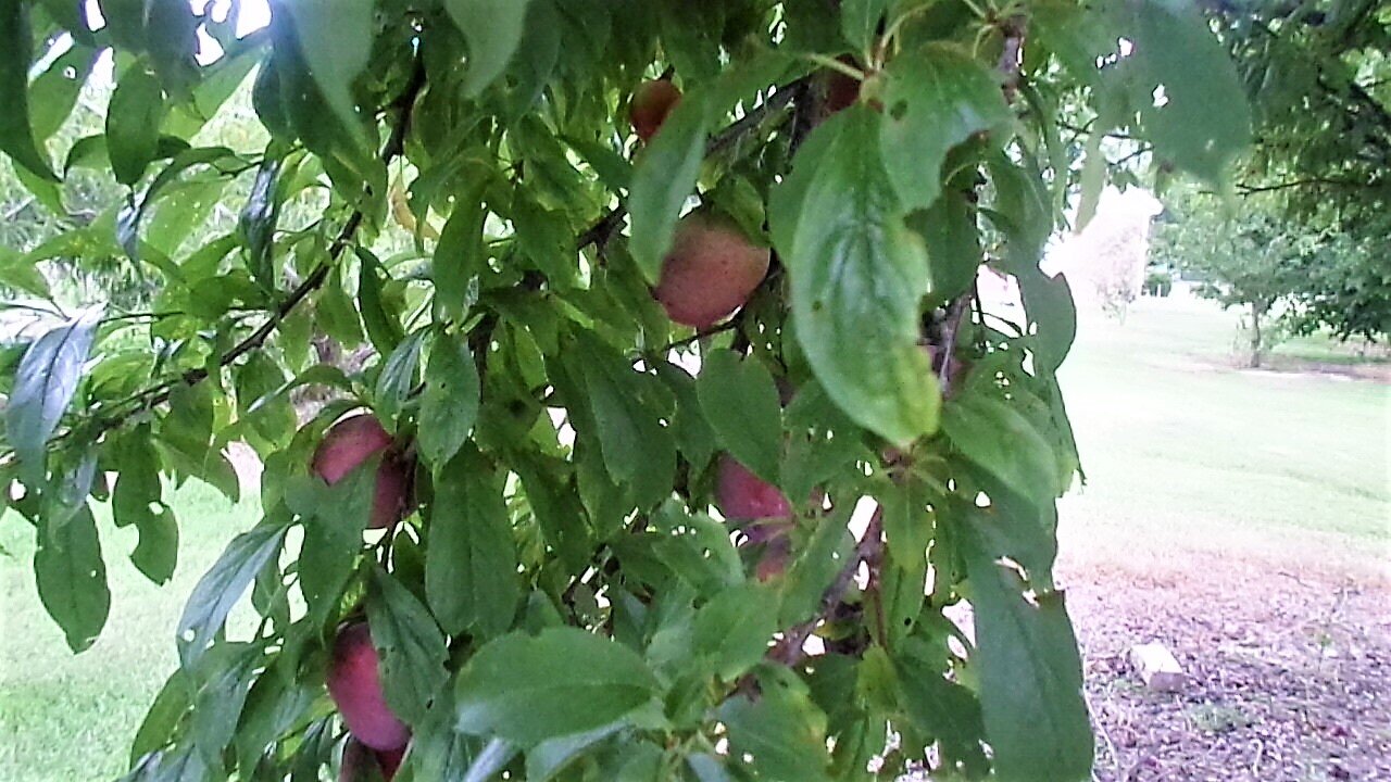 Organic Fruit Mississippi Youth Community Gardens Gunnison Bobbie Grammar Founder.jpg