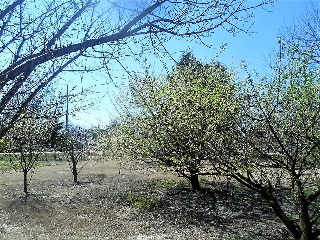 Organic Fruit Trees Mississippi Youth Community Gardens Gunnison MS My-Crop 1.jpg