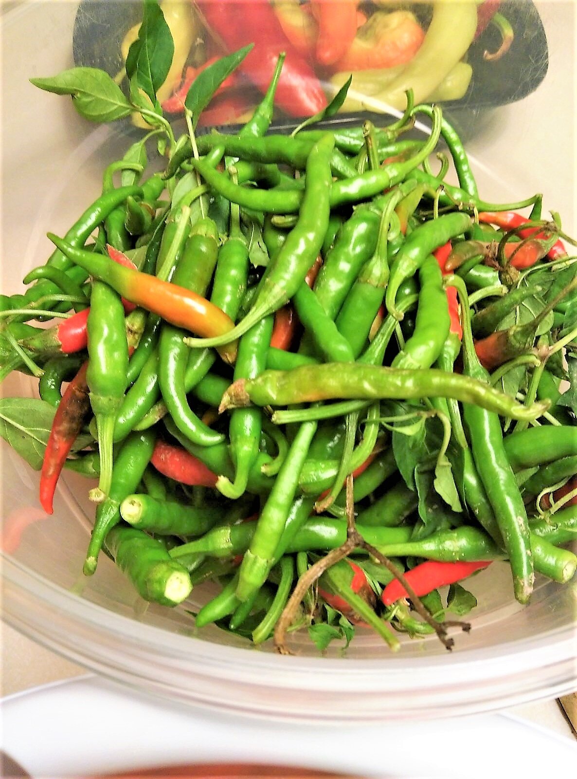 Organic Peppers My-Crop MYCG Mississippi Youth Community Gardens.jpg