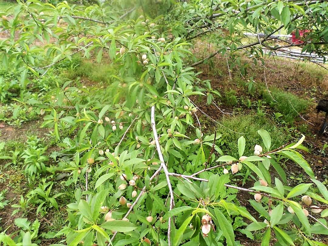 Budding Organic Fruit Mississippi Youth Community Gardens Gunnison MS 6.jpg