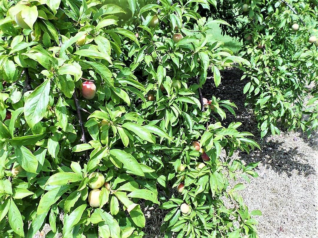 Organic Fruit Trees Growing Mississippi Youth Community Gardens Gunnison MS.jpg