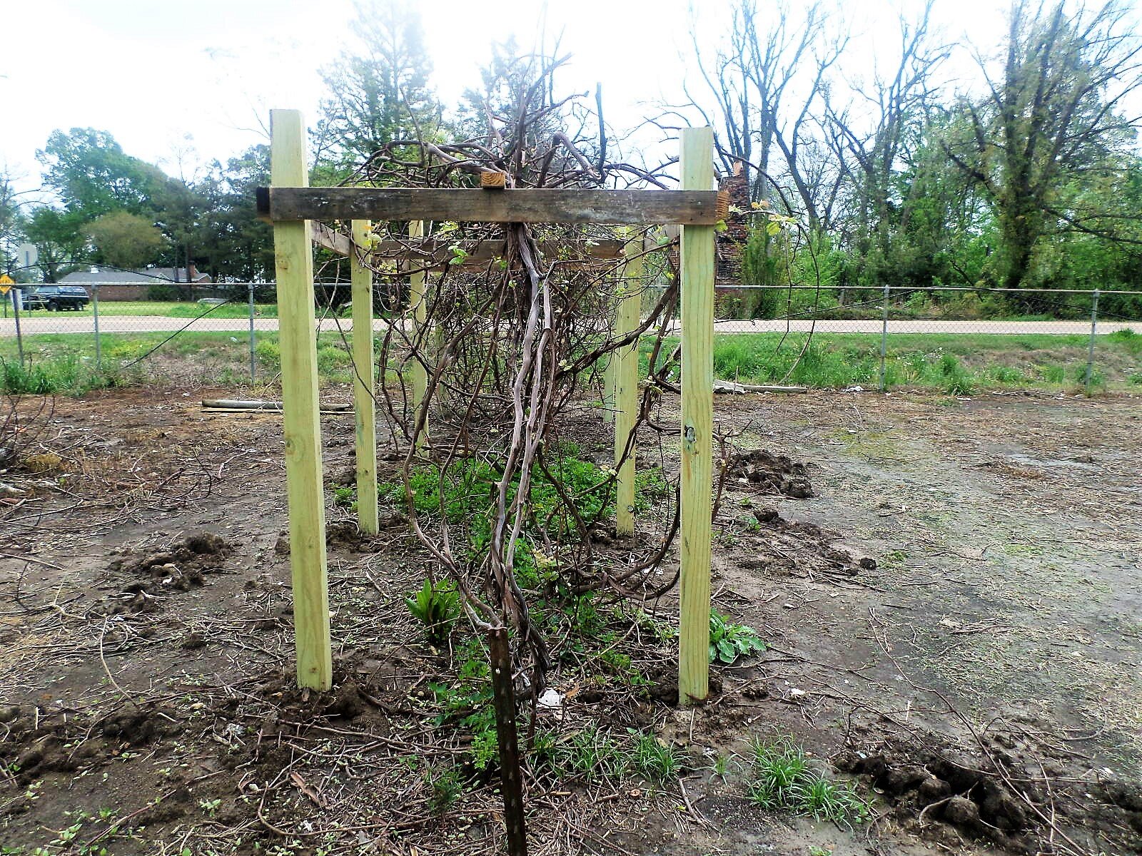 Beginning of Herb Garden Mississippi Youth Community Gardens Gunnison MYCG My-Crop.jpg