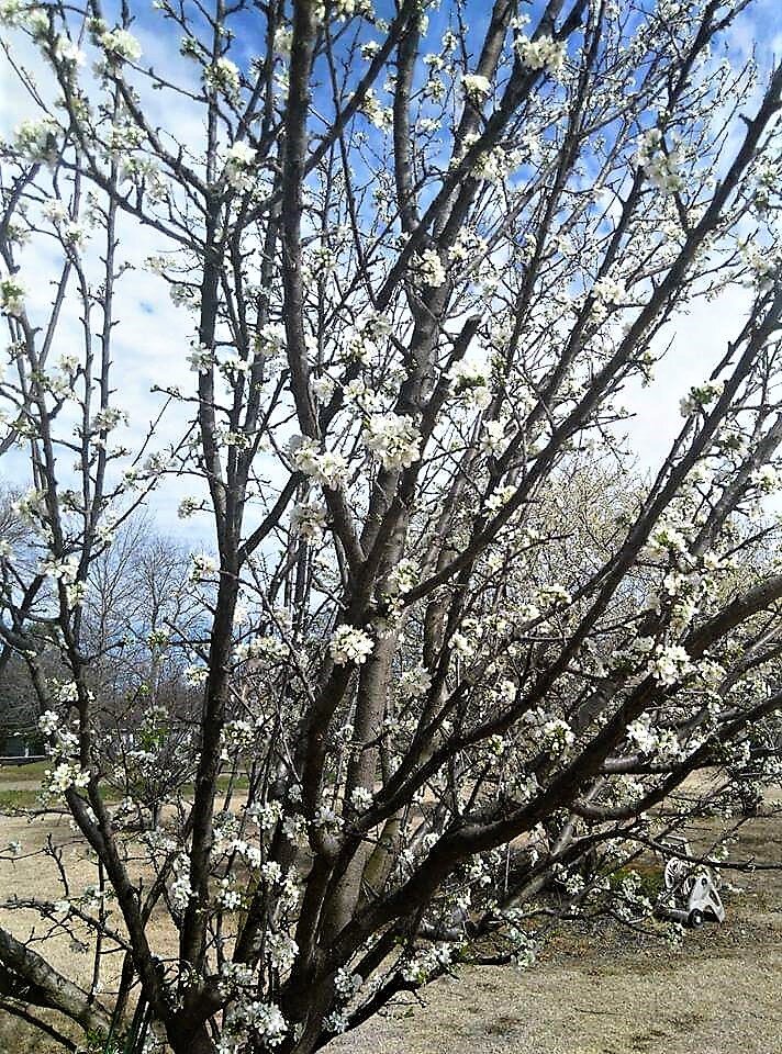 Budding Fruit Tree at Mississippi Youth Community Gardens 09.jpg