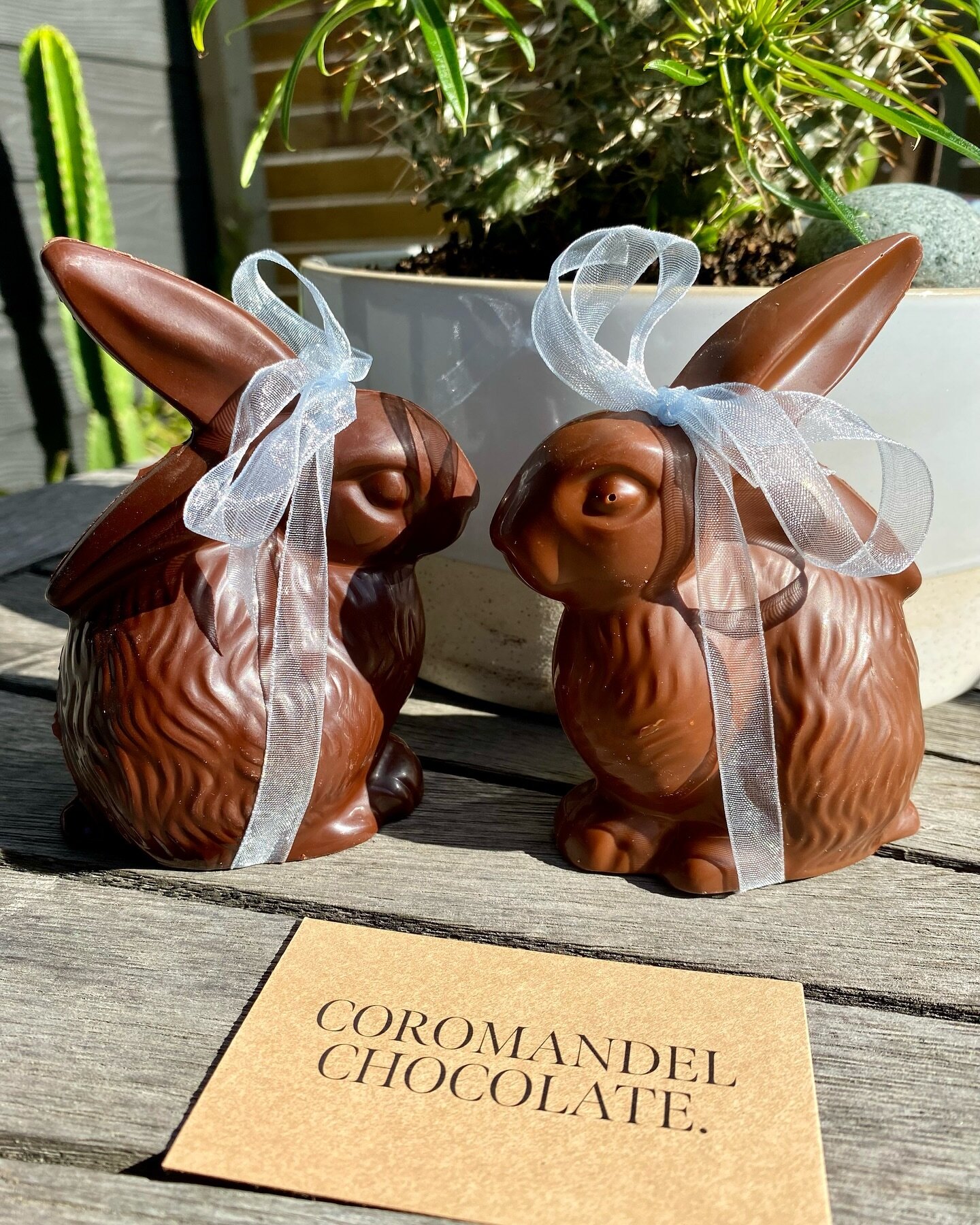 How gorgeous are these hand-crafted Easter bunnies from Coromandel Chocolate!! Milk &amp; Dark 💕 Support local businesses 💕
@coromandelchocolate
@whangamatainformationcentre