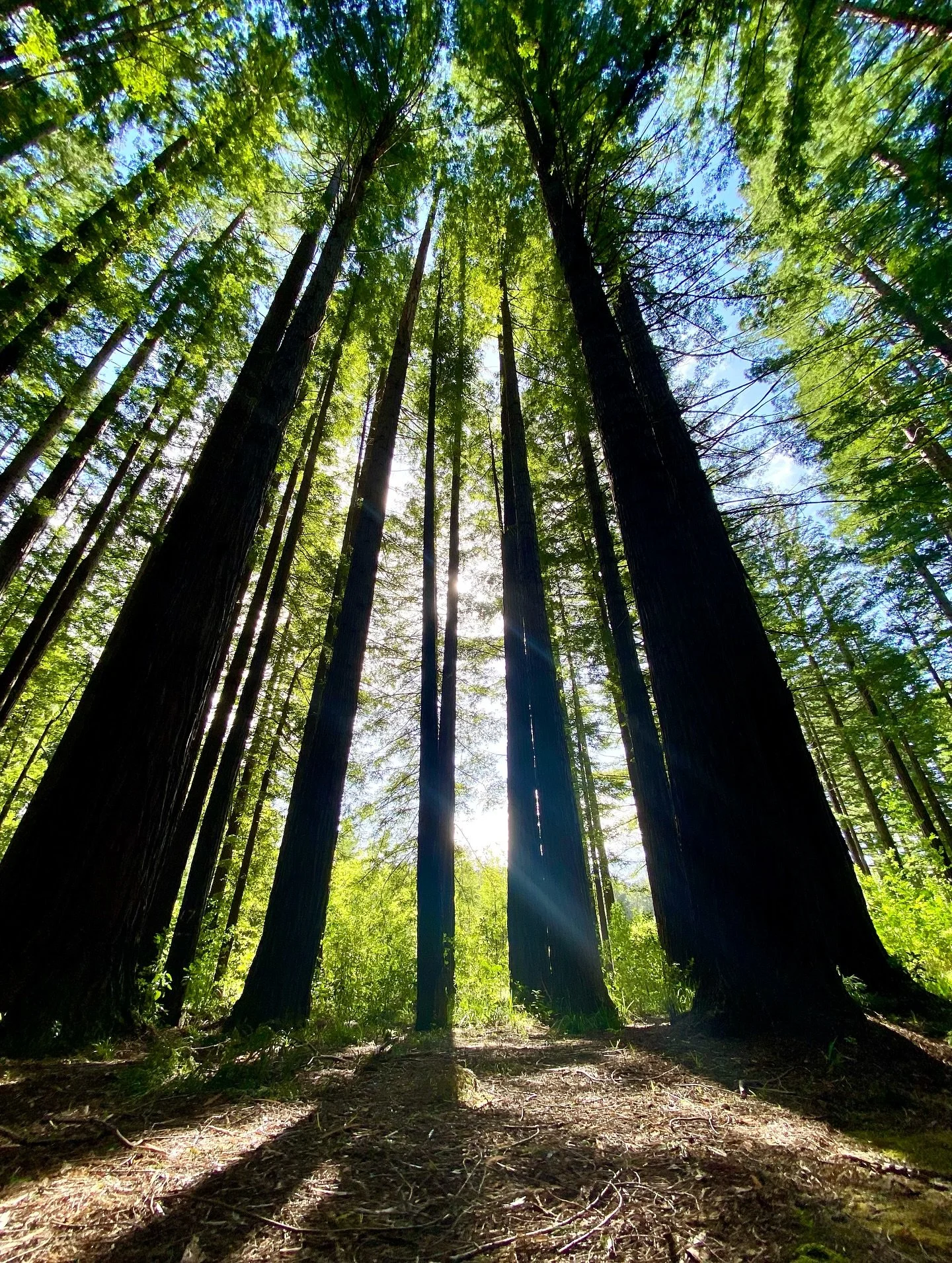 Nature is my chur chur 🌿🌿🌿