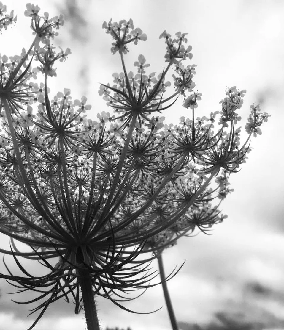 Some texture for your Tuesday morning…🌿🌿🌿