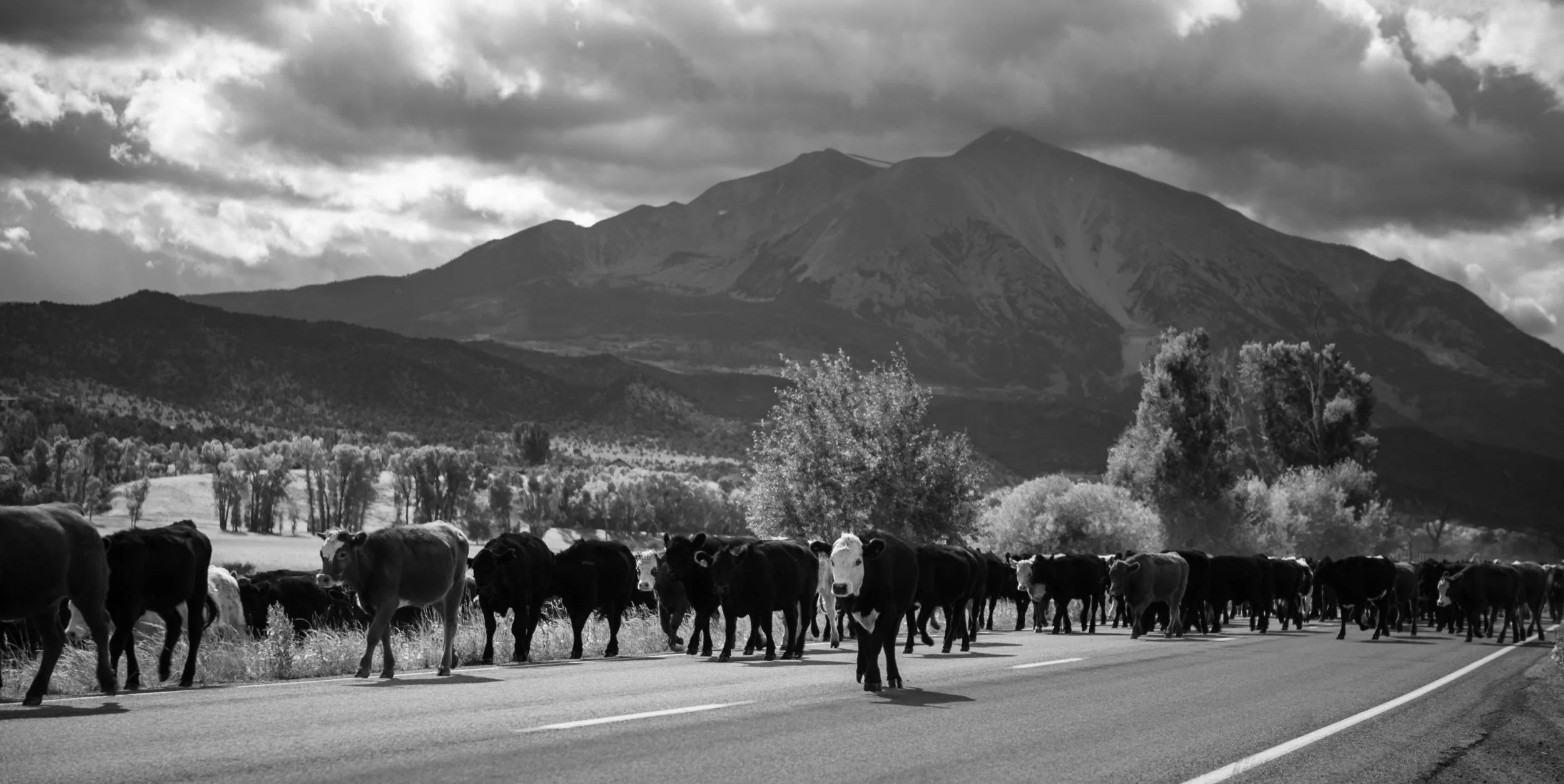 The Moo Walk