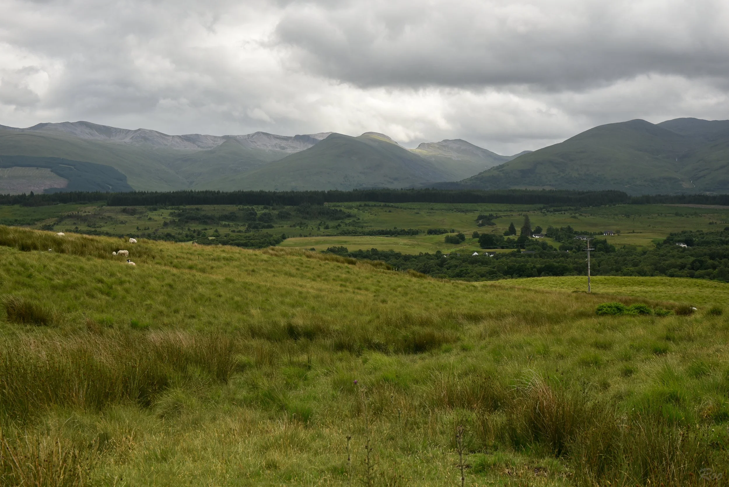 Through the meadows