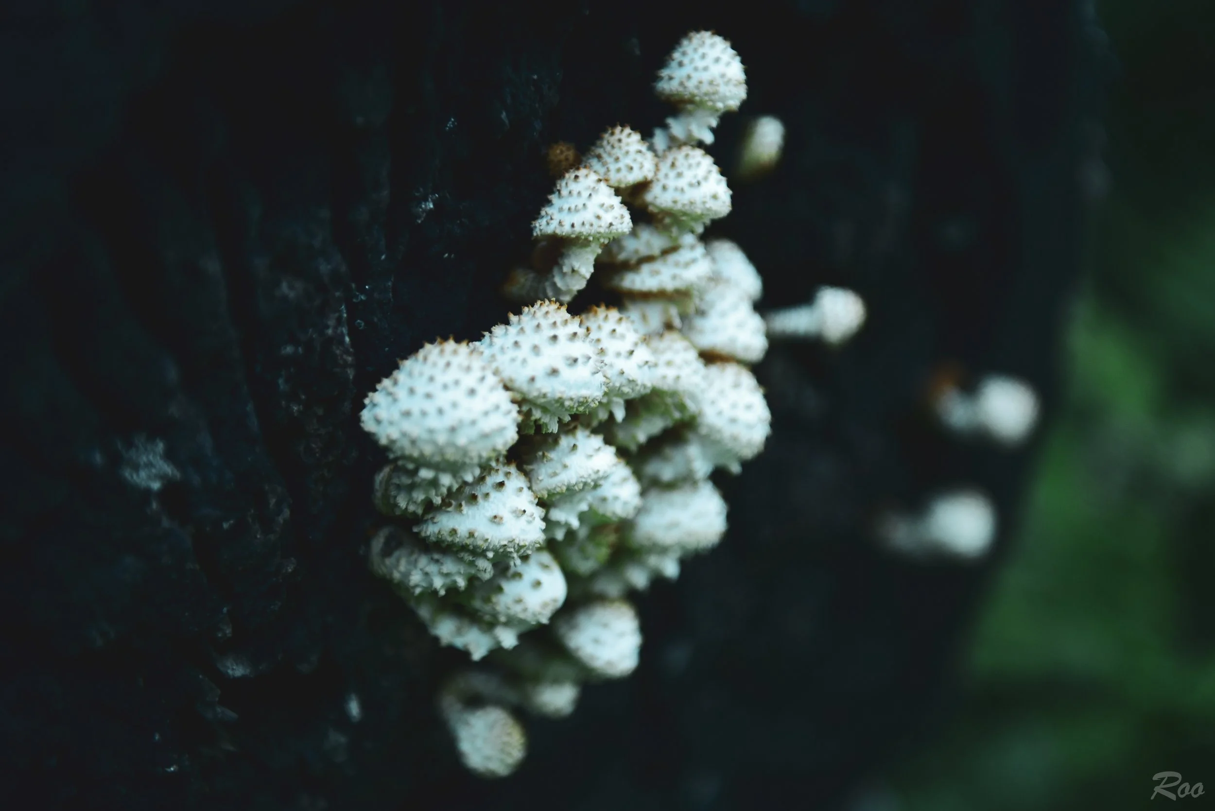 The world of shrooms