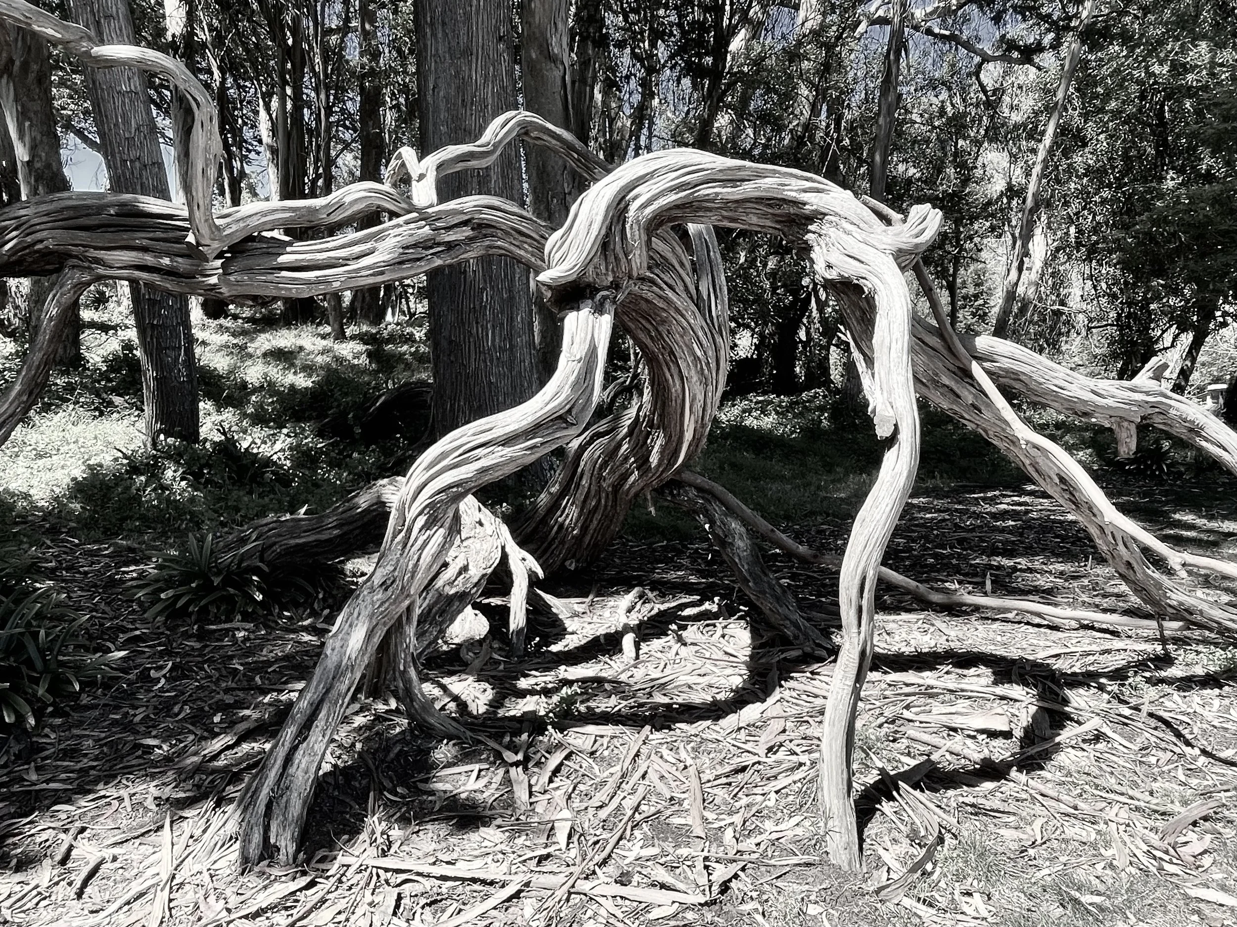 Twists and roots, Golden Gate Park