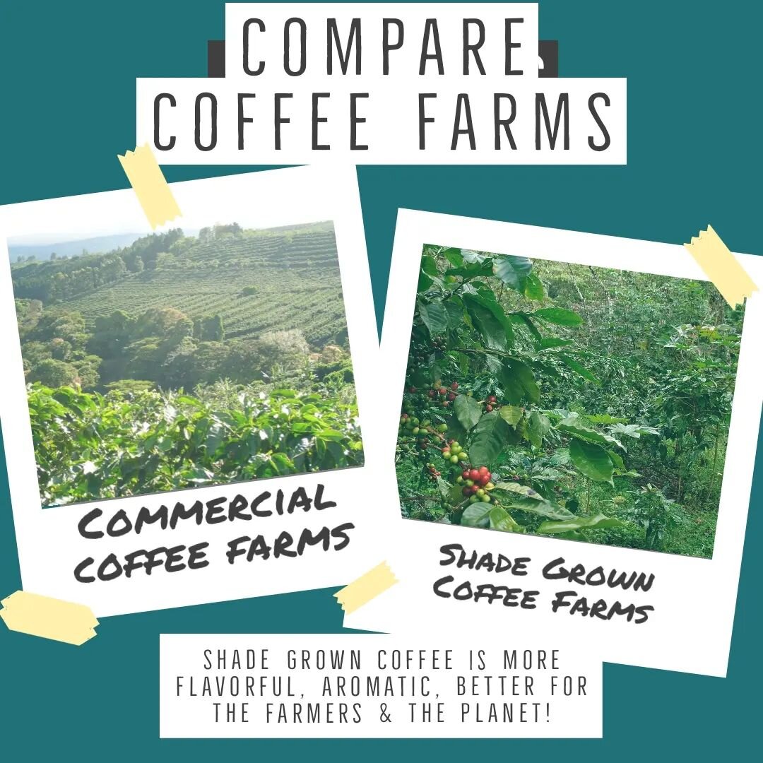 If you've never thought about where your coffee comes from and how it's grown- check out the pics above.  Commercial coffee is grown on sun scorched fields with poor soil quality while shade grown coffee is grown in the shade (😏) alongside other pla