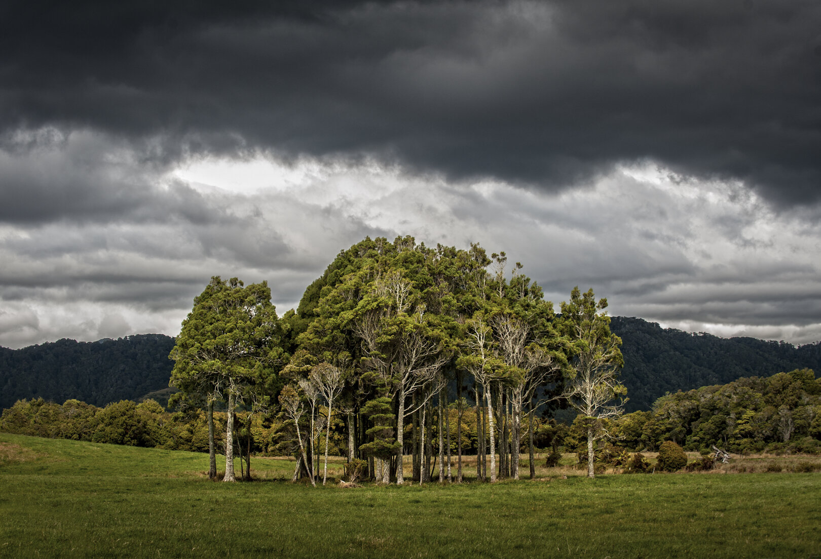 Trees - Karamea