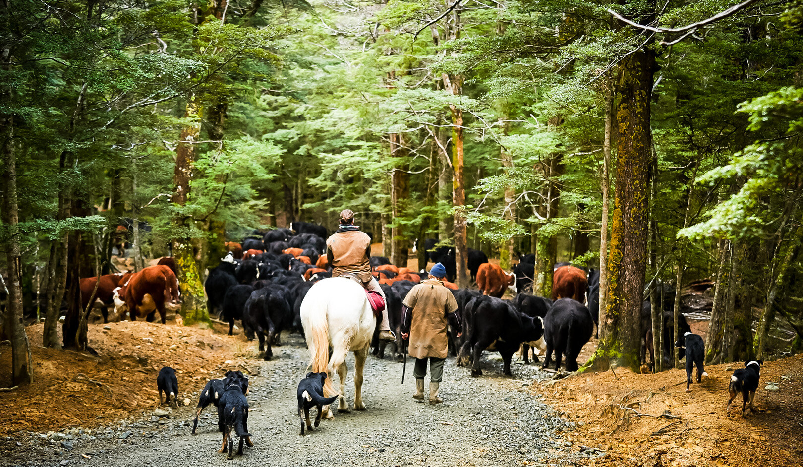 Cattle muster Te Anau