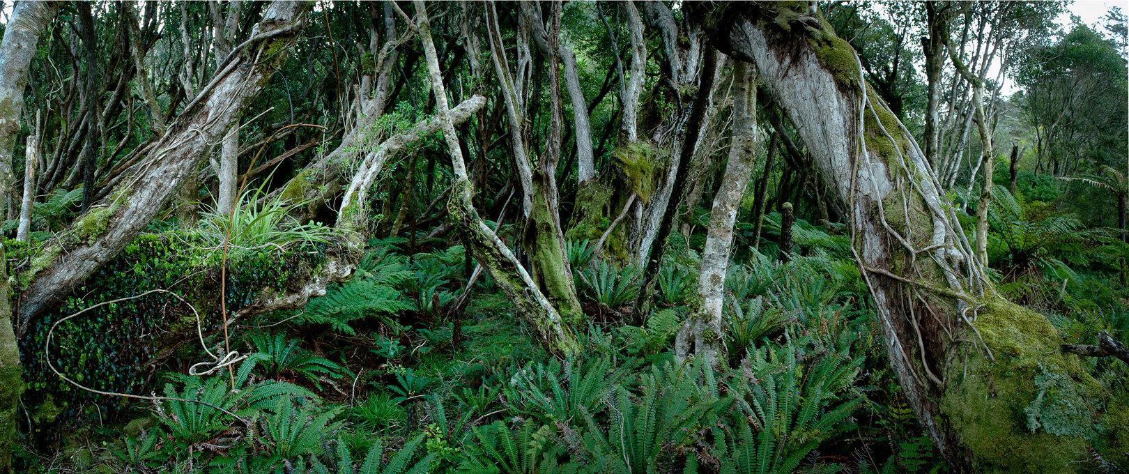 Fiordland Coast 11goose cove bush.jpg