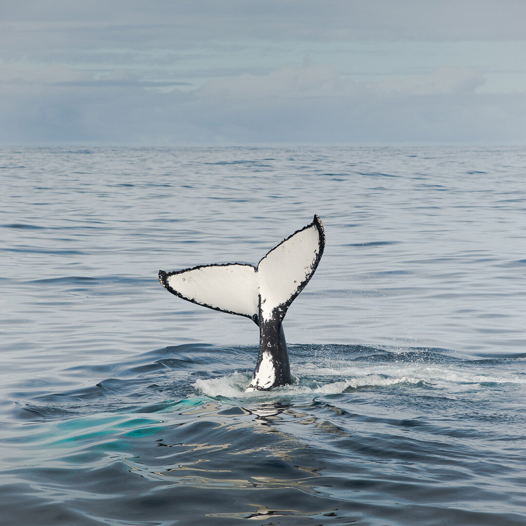 Humpback Whale off Dagg Sound