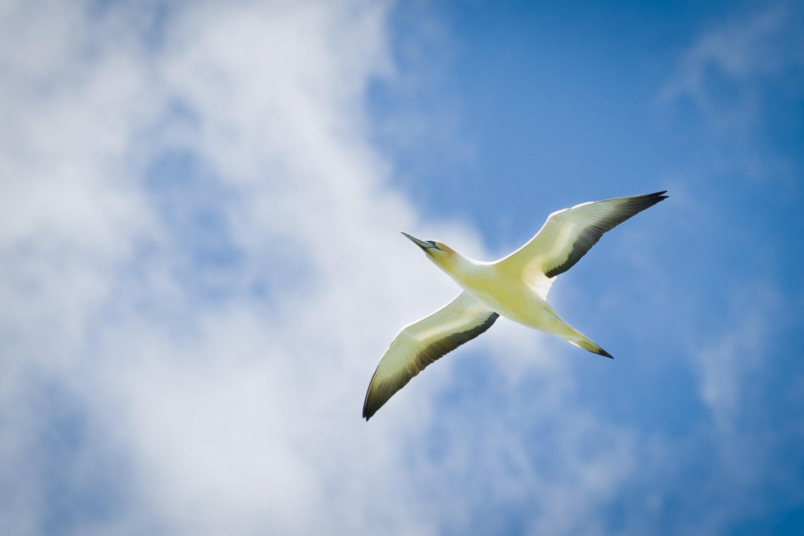 bird gannet.jpg