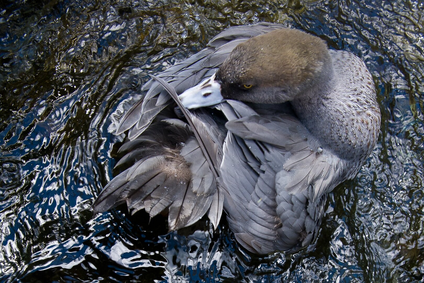 Blue Duck.jpg