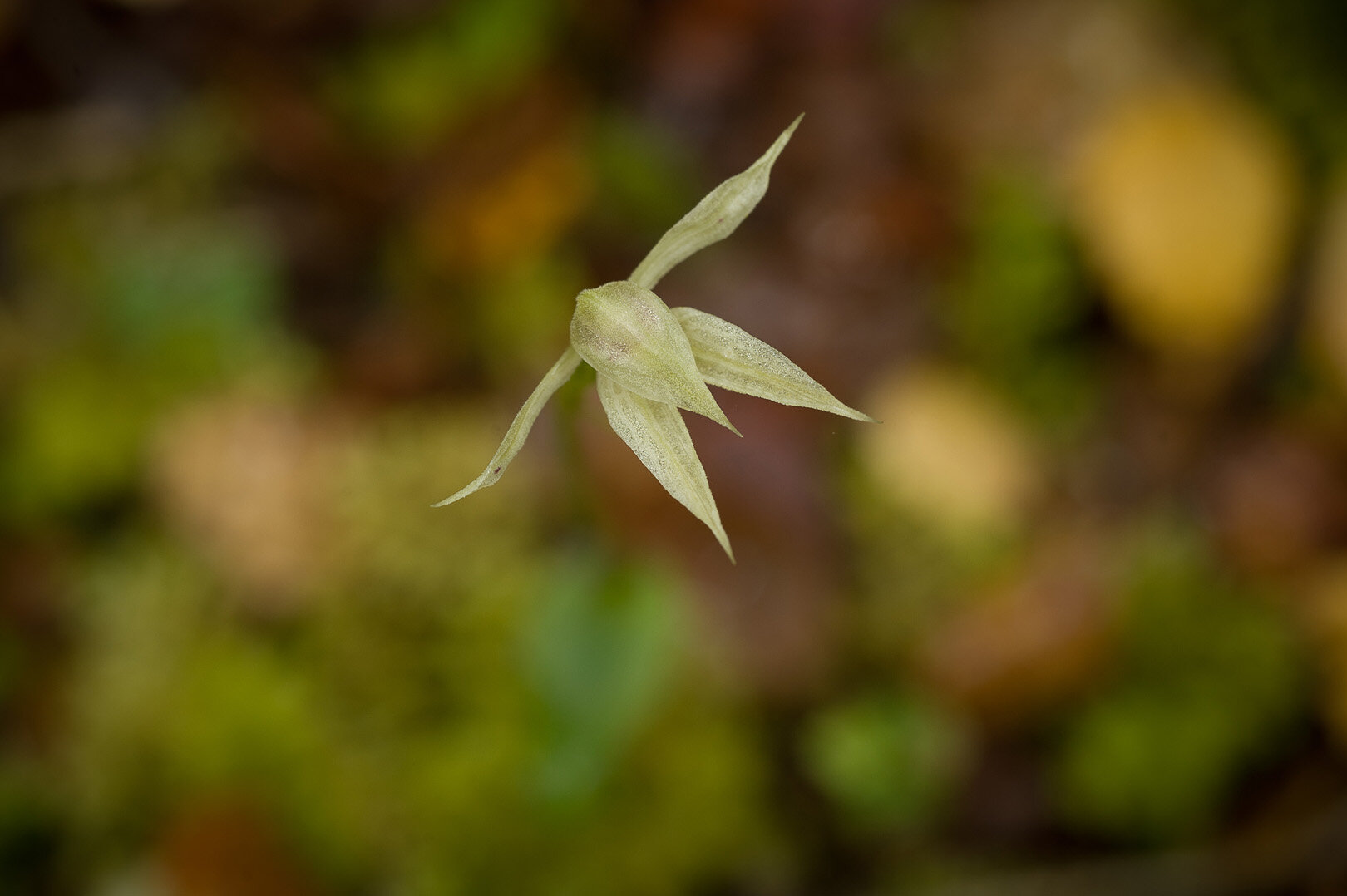 Small orchid