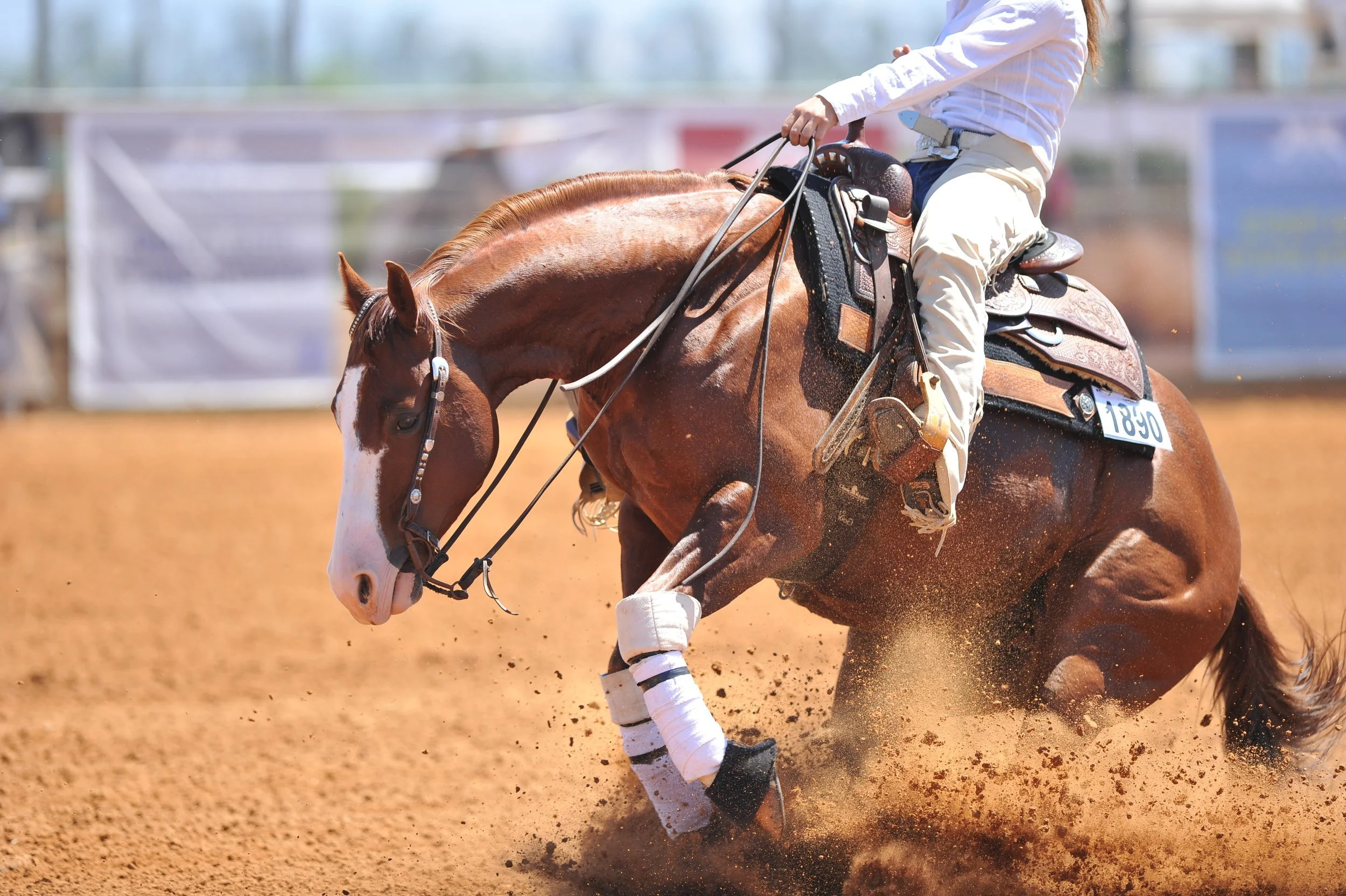 OFFERING HORSE OWNERS