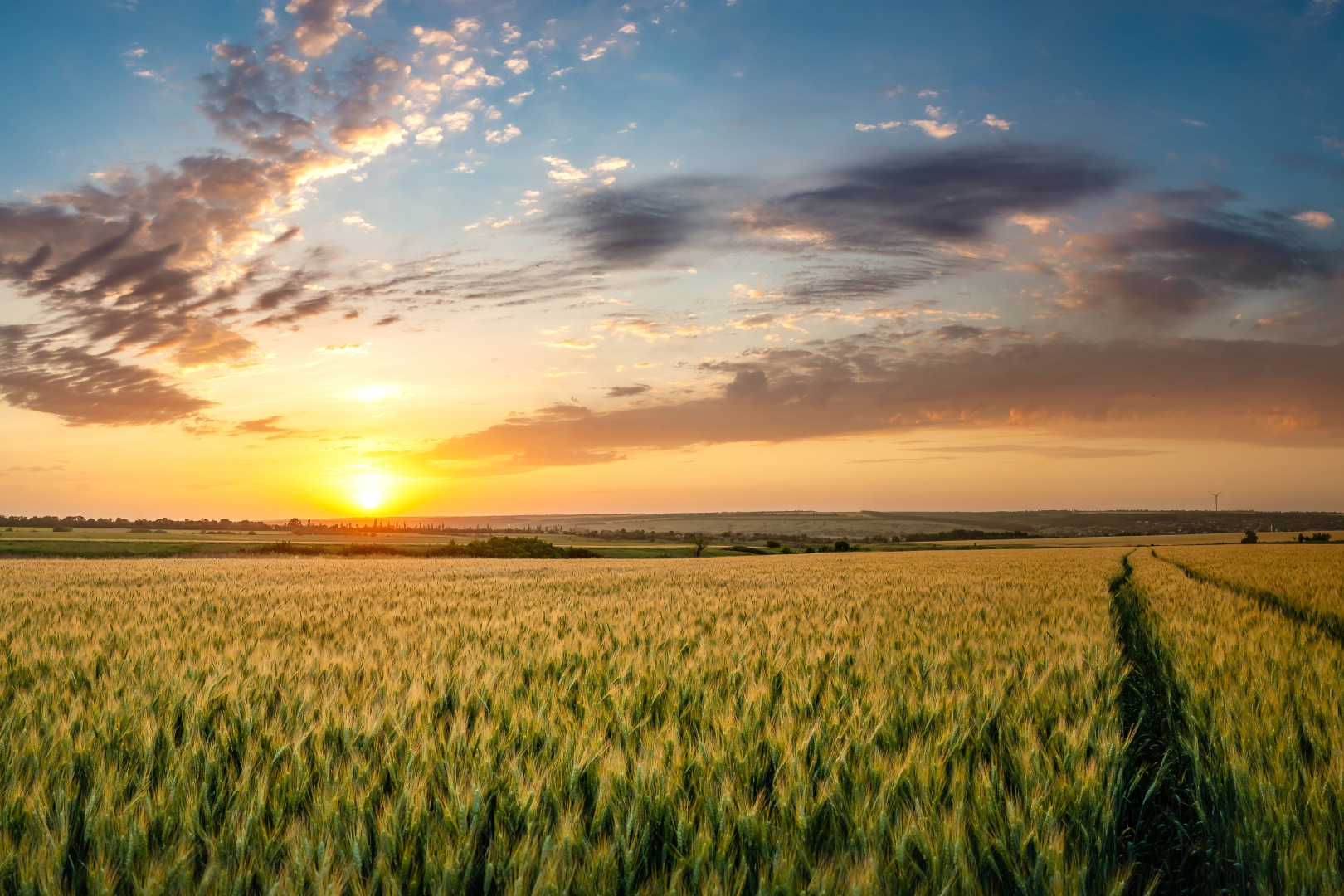Introduction to AI Uses in the Food Manufacturing/Processing Sector
