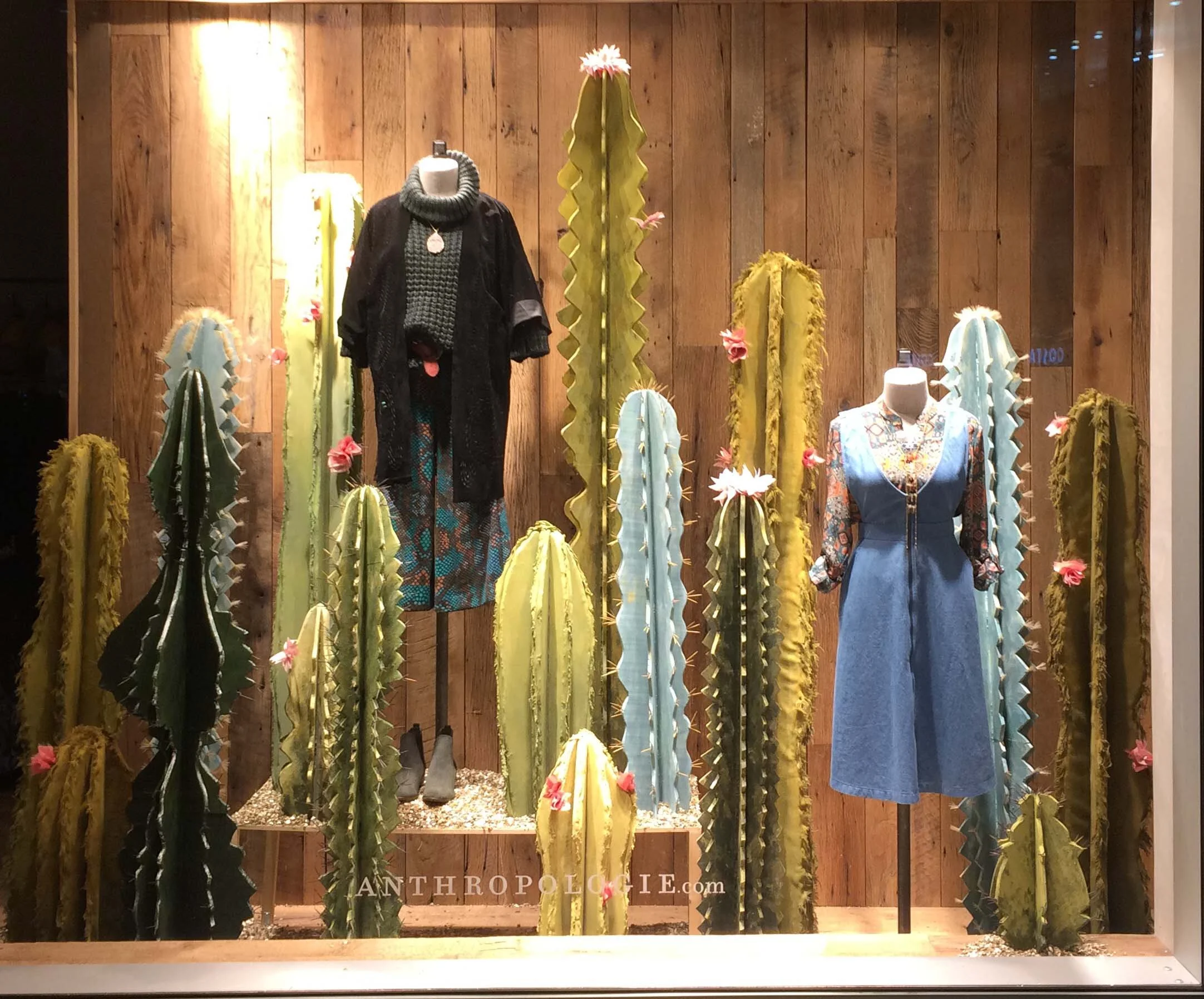 Cactus Display - Anthropology