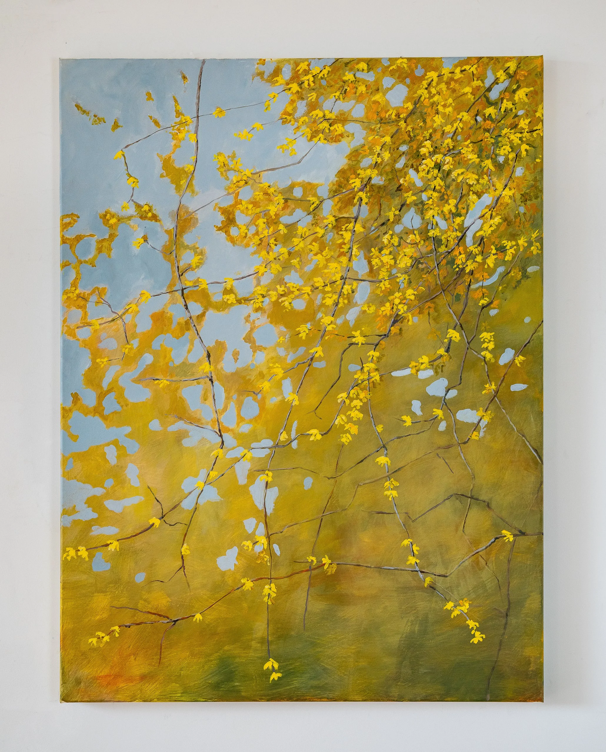 Work 236:  Forsythia in Bud.  2024.   123 x 91 cms.