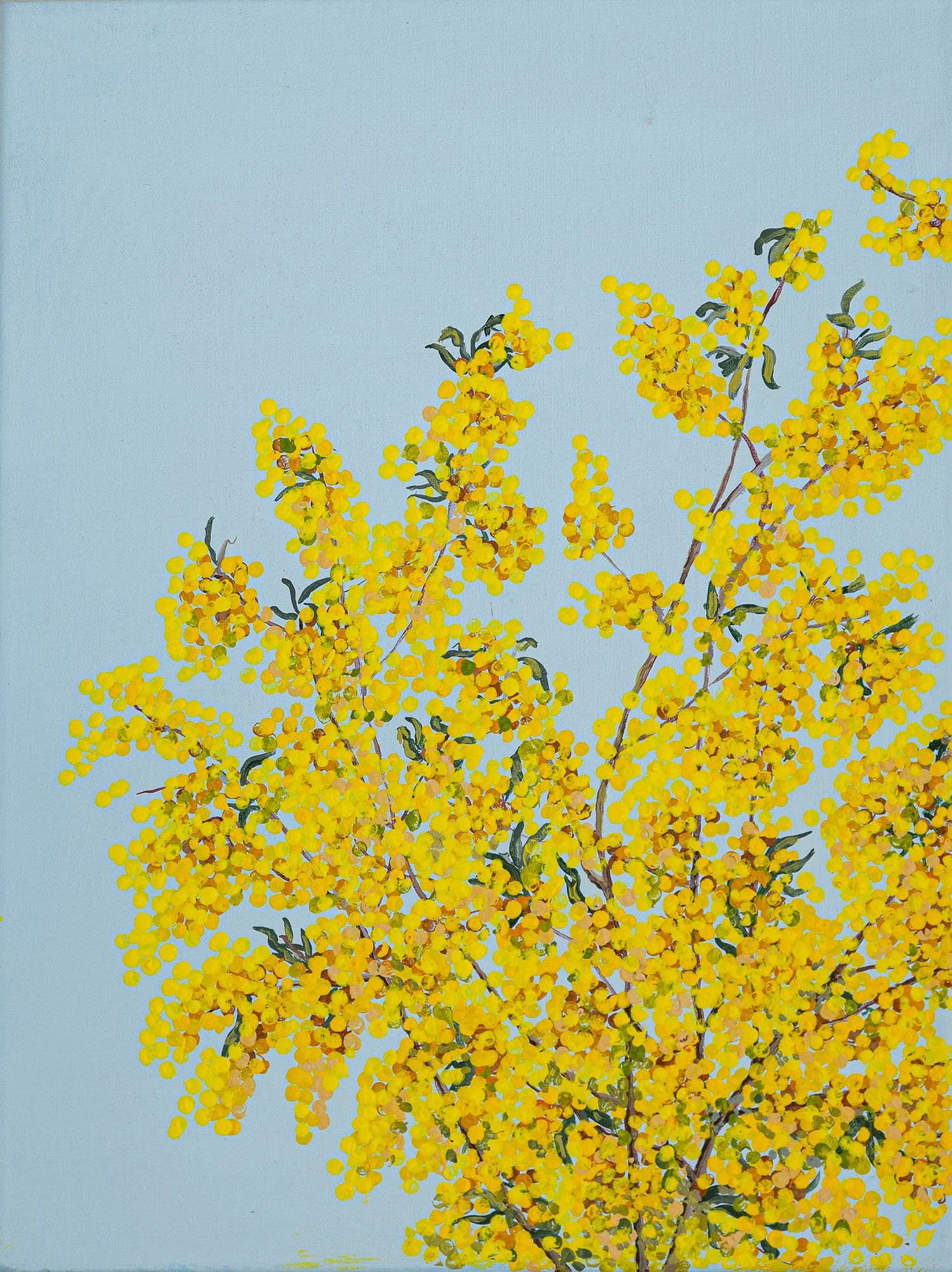 Work 158:  Wattle 1
2020   
acrylic on canvas
41 x 31 cms