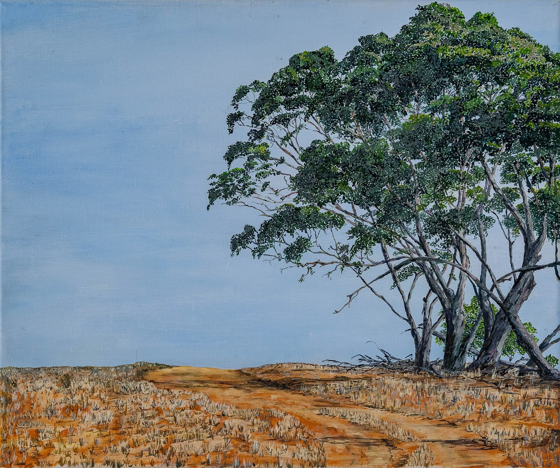 Work 120:  Paddock Tree
2019
acrylic on canvas
52 x 61 cms