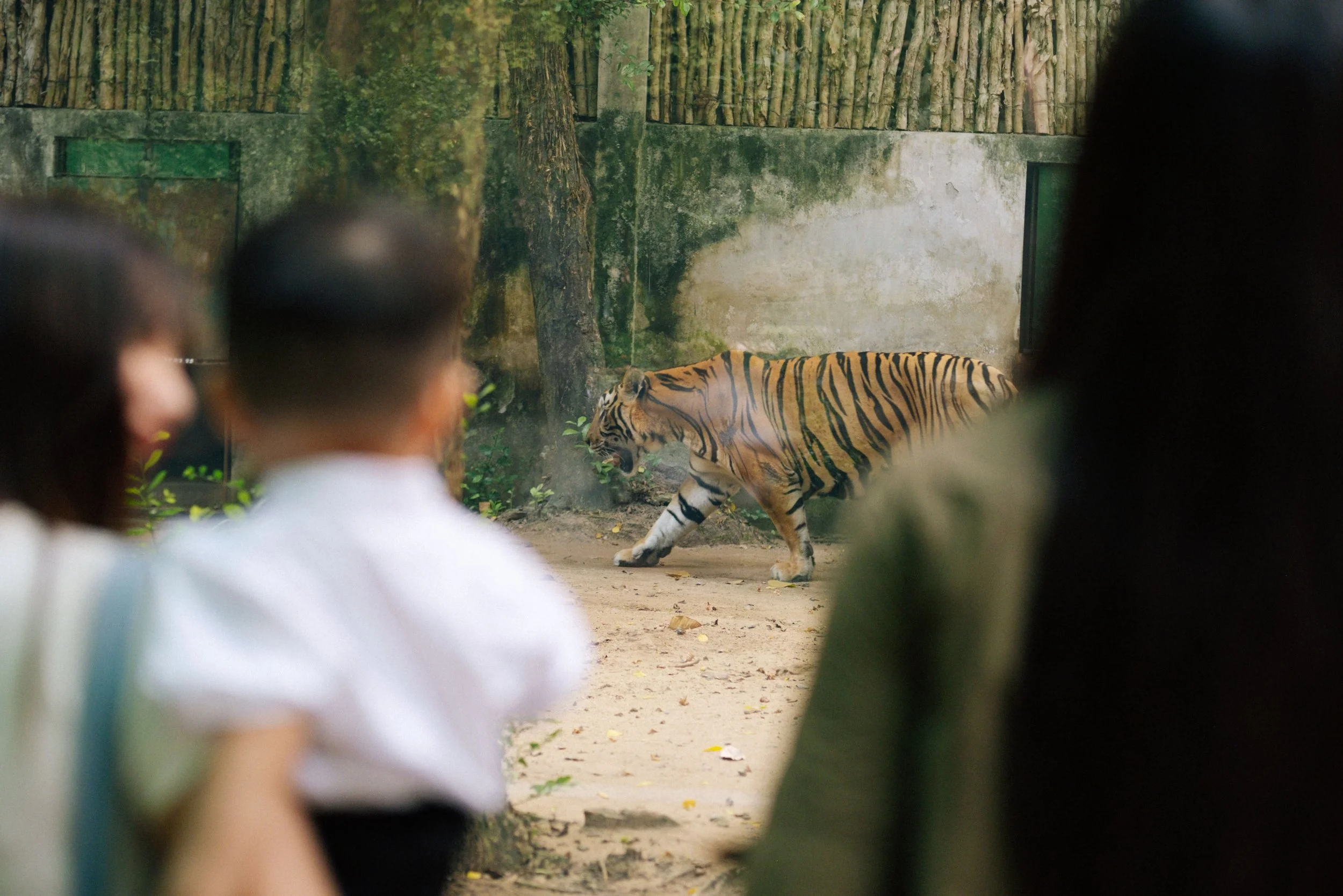 People watching a tiger at a zoo enclosure.