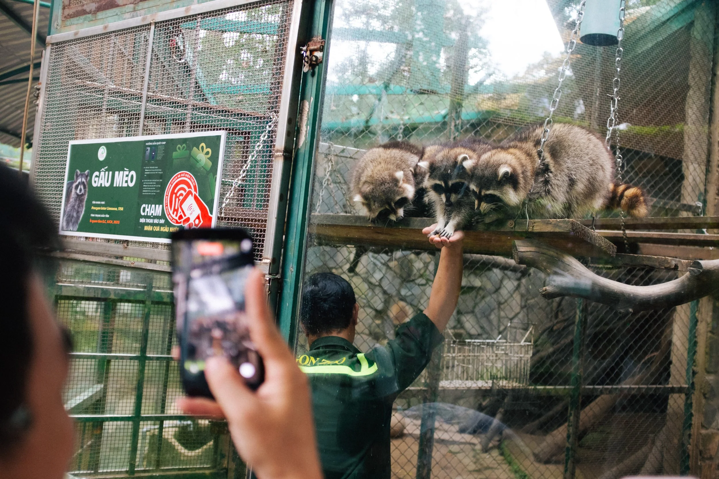 A person in a dark green uniform with yellow accents is holding up four baby raccoons on a wooden platform inside a zoo or animal exhibit. Another person is taking a photo of them with a smartphone. There is a sign with Vietnamese writing and an imag