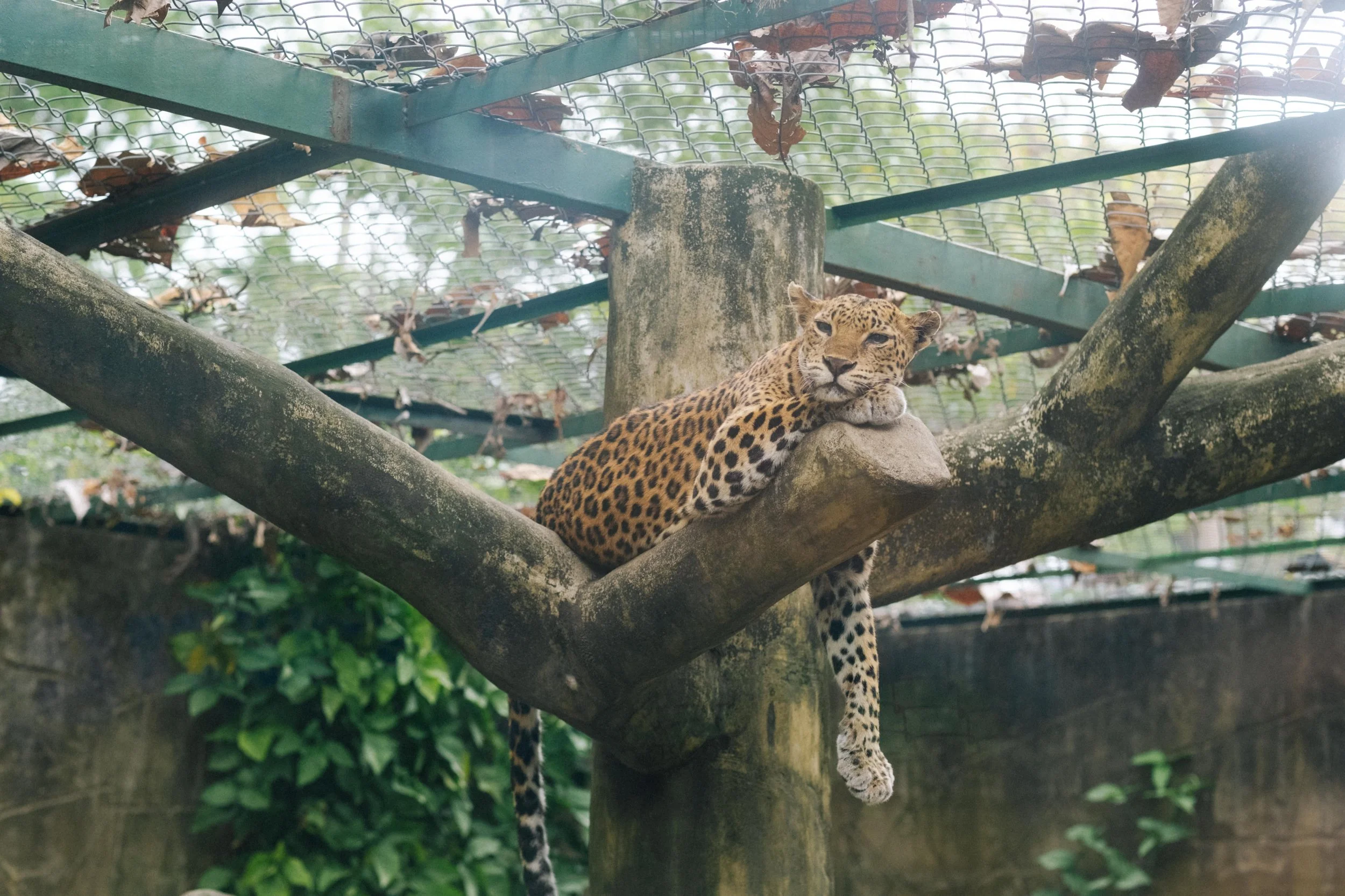 A leopard resting on a tree branch in a zoo enclosure, with a metal and mesh roof above and greenery in the background.
