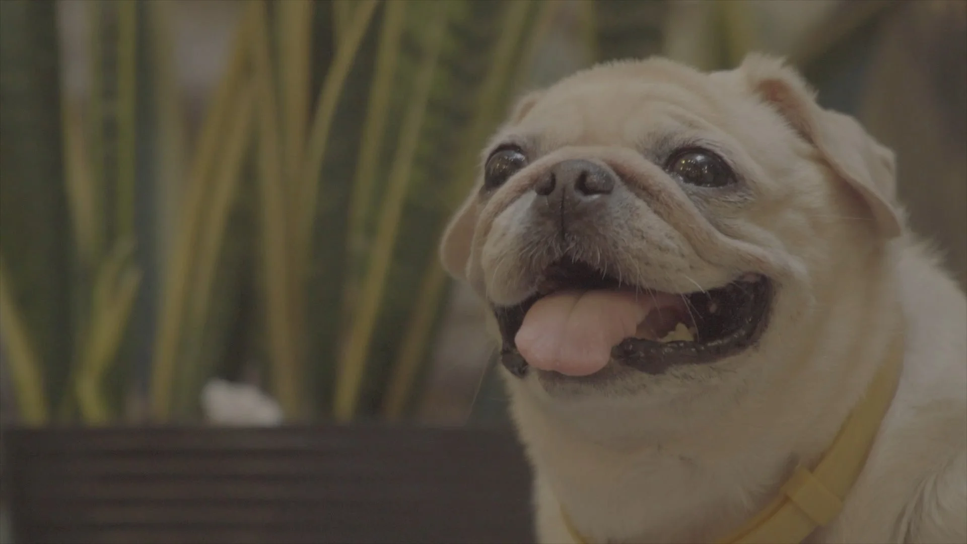Short Film for Cee's Ambie - Thailand Trip 2023 — Pham Si Luan Photography (126)
