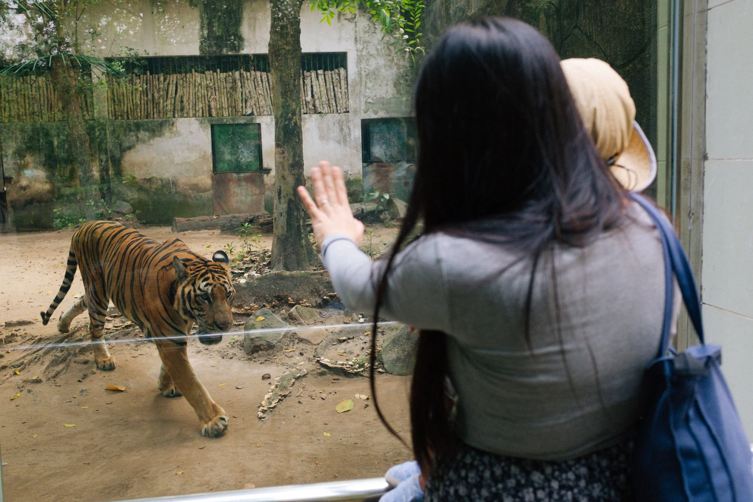 Woman at zoo observing and reaching out to a tiger behind glass.