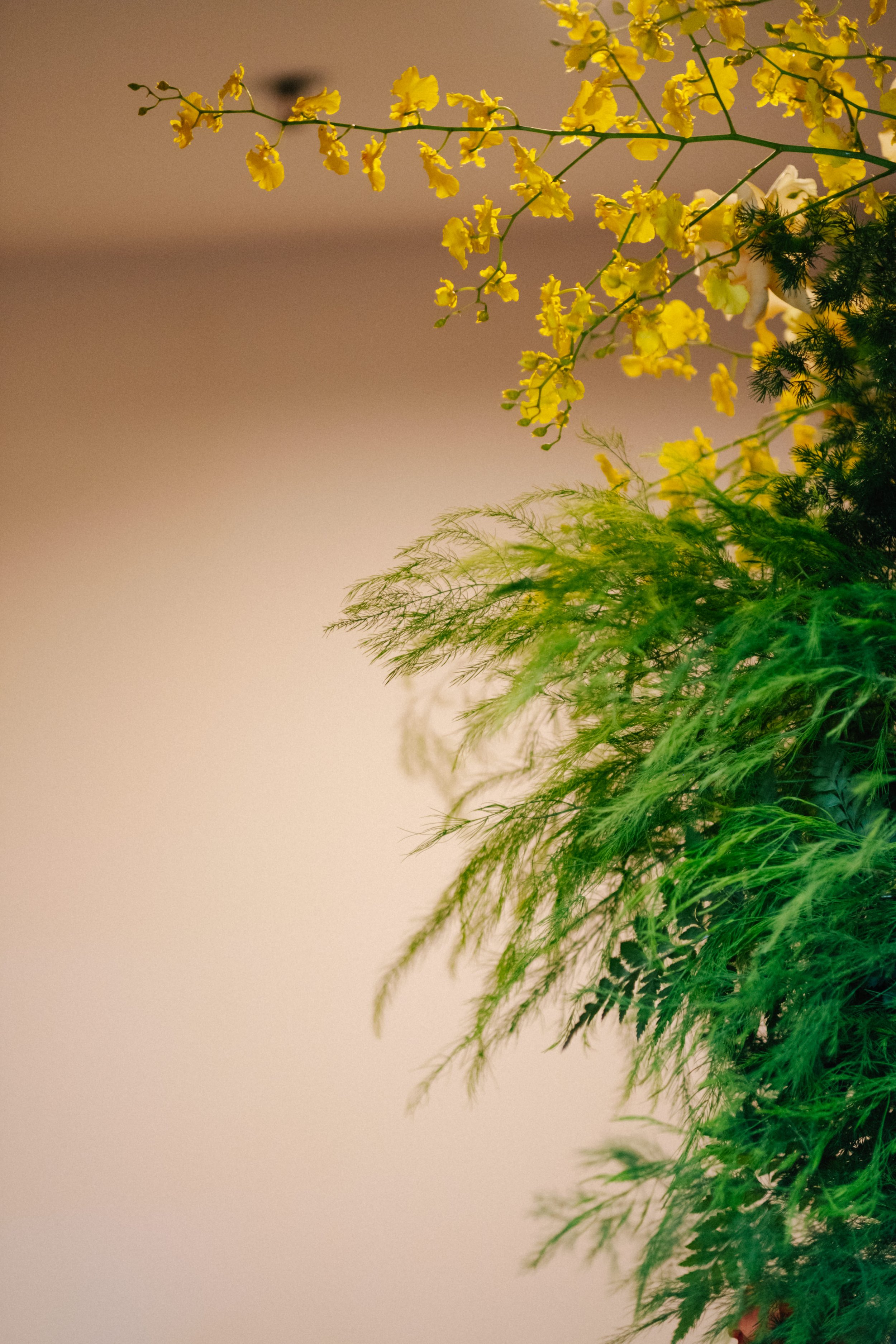 Close-up of yellow orchids and green foliage against a blurred beige background.