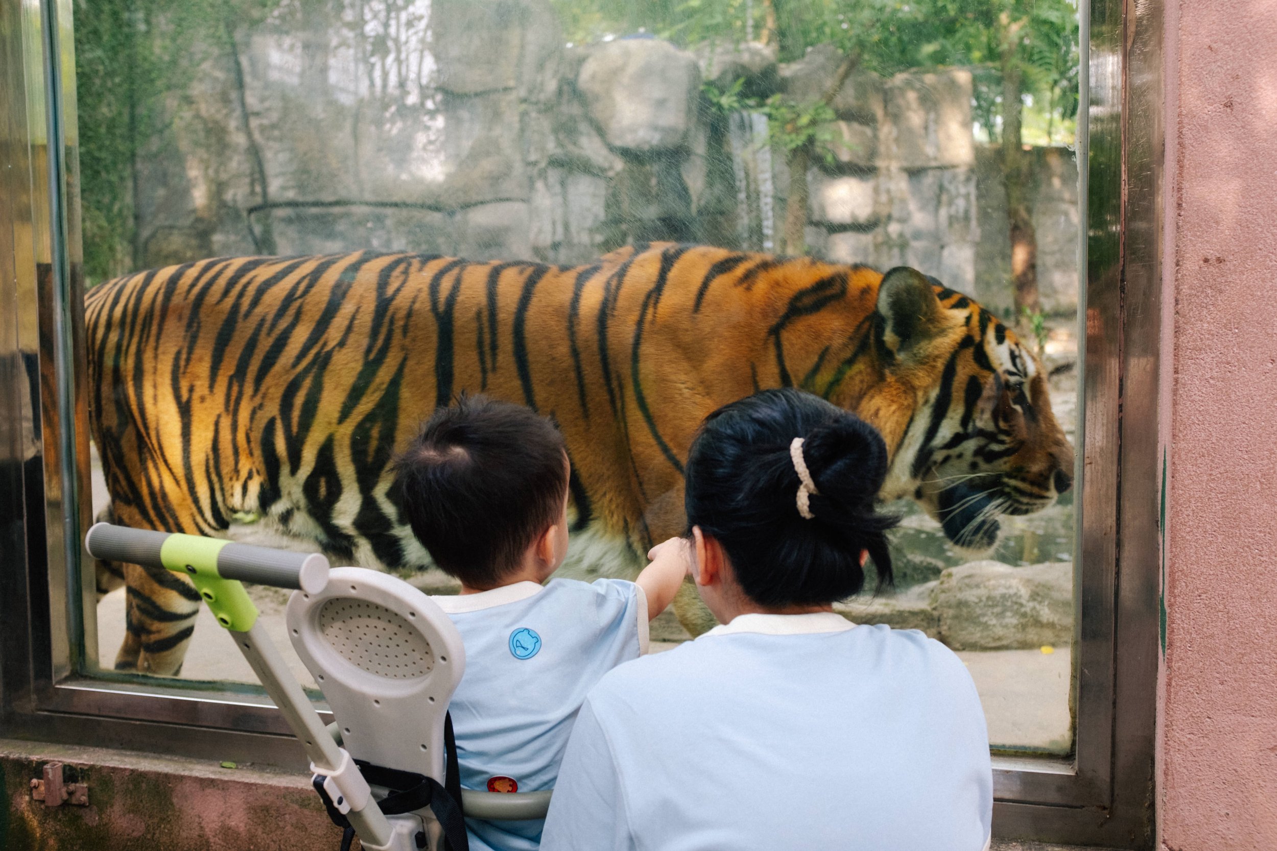 A young child and an adult look at a tiger through a glass enclosure at a zoo, with the child reaching out towards the tiger.