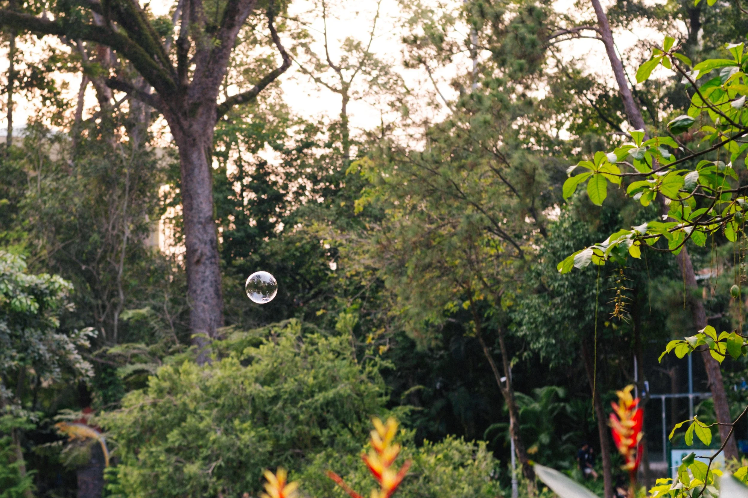A lush, green outdoor scene with tall trees, bushes, and various plants, with a soap bubble floating in the air at sunset or early evening.