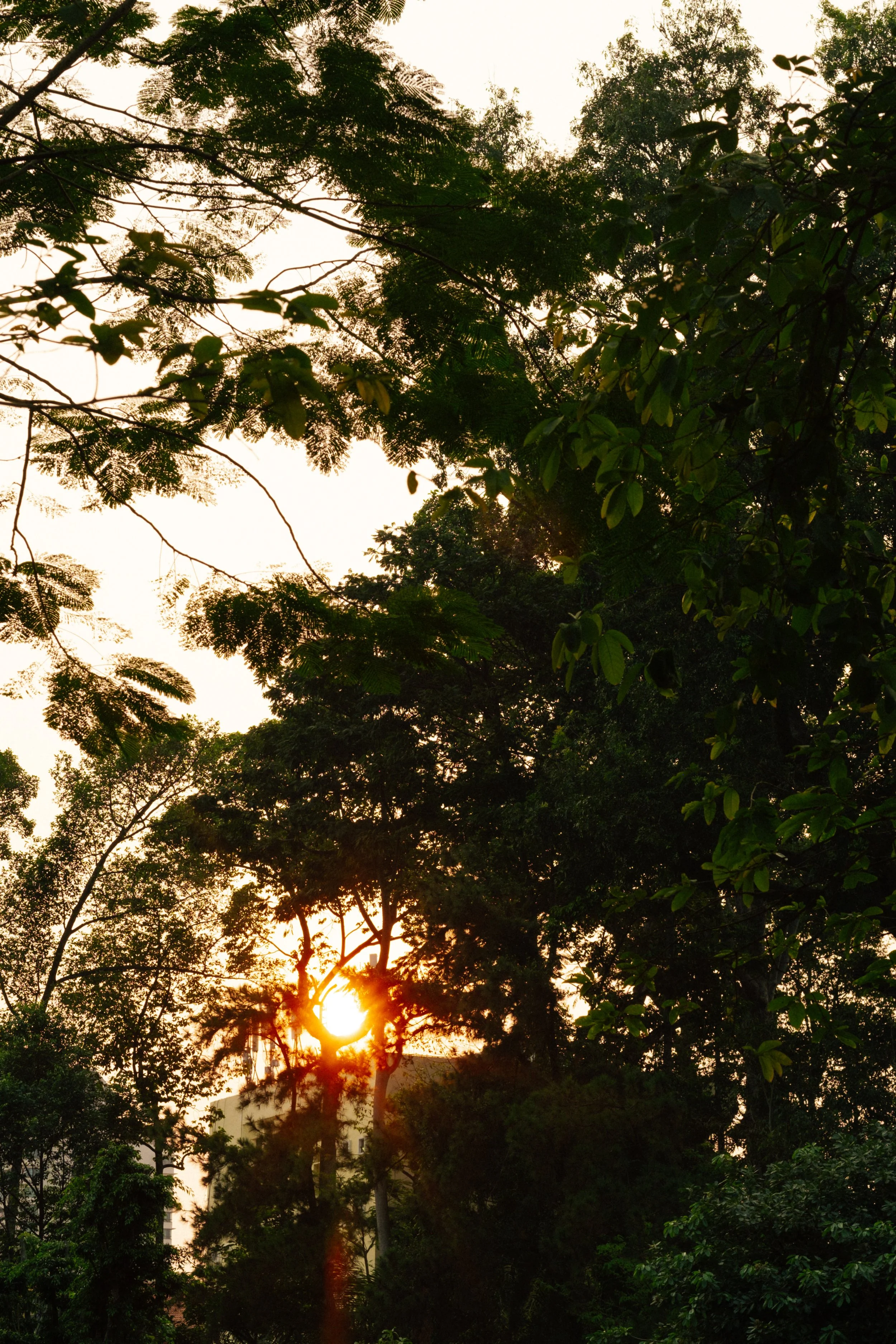 Sunset or sunrise filtering through the branches and leaves of tall trees in a forested area.
